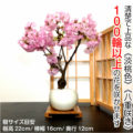 桜ミニ盆栽